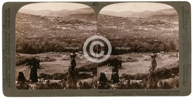 The Hill of Samaria, from the south, surrounded by its fig and olive groves, Palestine, 1900.Artist: Underwood & Underwood