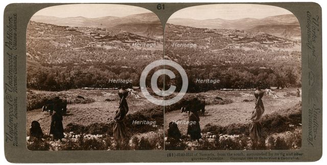 The Hill of Samaria, from the south, surrounded by its fig and olive groves, Palestine, 1900.Artist: Underwood & Underwood