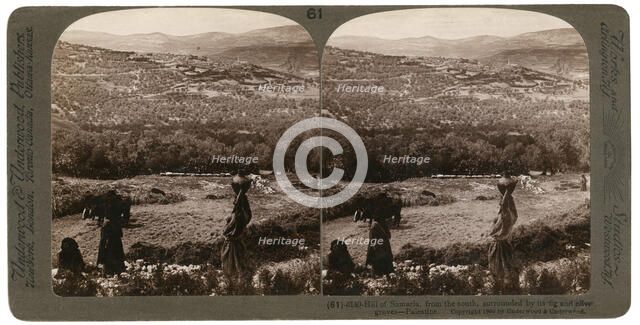 The Hill of Samaria, from the south, surrounded by its fig and olive groves, Palestine, 1900.Artist: Underwood & Underwood