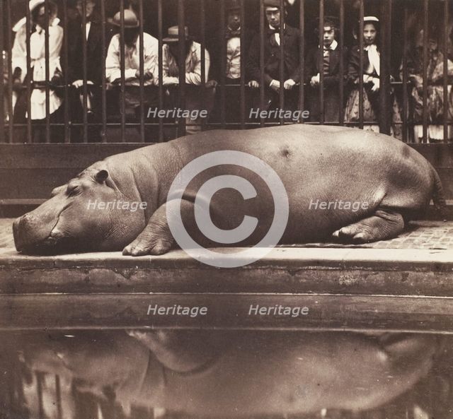The Hippopotamus at the Zoological Gardens, Regent's Park, 1852. Creator: Juan de Borbón.