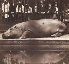 The Hippopotamus at the Zoological Gardens, Regent's Park, 1852. Creator: Juan de Borbón