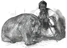 The Hippopotamus, in the Gardens of the Zoological Society, Regent's Park, 1850. Creator: Pearson