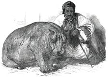 The Hippopotamus, in the Gardens of the Zoological Society, Regent's Park, 1850. Creator: Pearson