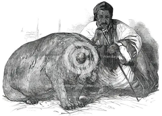 The Hippopotamus, in the Gardens of the Zoological Society, Regent's Park, 1850. Creator: Pearson.