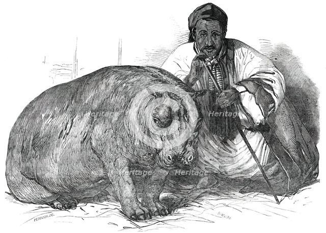 The Hippopotamus, in the Gardens of the Zoological Society, Regent's Park, 1850. Creator: Pearson.