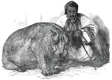 The Hippopotamus, in the Gardens of the Zoological Society, Regent's Park, 1850. Creator: Pearson