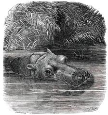 The Hippopotamus in the Gardens of the Zoological Society, Regent's-Park, 1850. Creator: Pearson