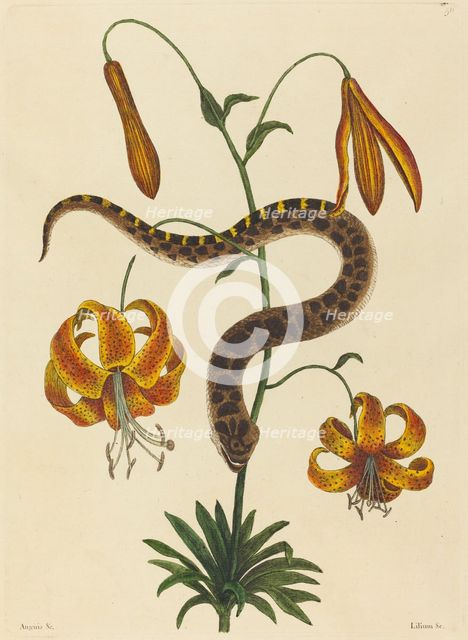 The Hog-nose Snake (Boa contortrix), published 1731-1743. Creator: Mark Catesby.