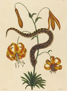 The Hog-nose Snake (Boa contortrix), published 1731-1743. Creator: Mark Catesby
