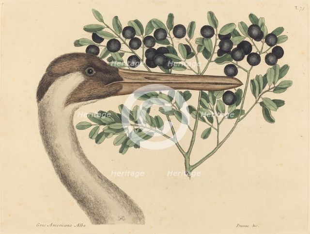The Hooping Crane (Ardea Americana), published 1731-1743. Creator: Mark Catesby.