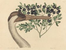The Hooping Crane (Ardea Americana), published 1731-1743. Creator: Mark Catesby