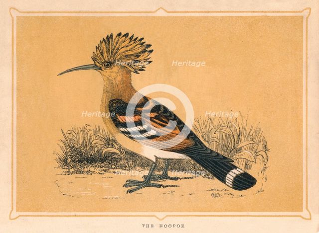 'The Hoopoe', (Upupa epops), c1850, (1856). Artist: Unknown.