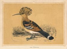 The Hoopoe (Upupa epops), c1850, (1856)