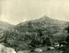 The Horn, Buffalo Mountains, Victoria 1901. Creator: Unknown