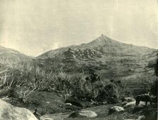 The Horn, Buffalo Mountains, Victoria 1901. Creator: Unknown