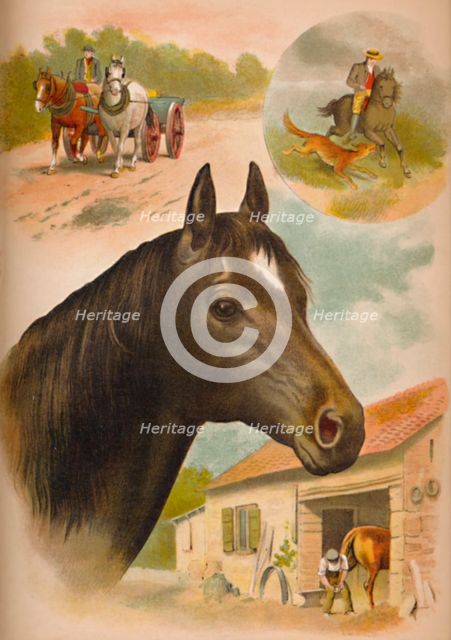 'The Horse', c1900. Artist: Helena J. Maguire.