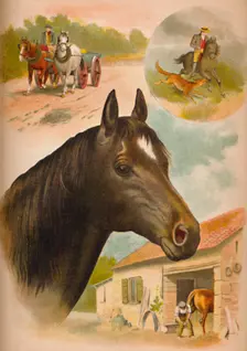 The Horse c1900. Artist: Helena J. Maguire
