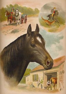 The Horse c1900. Artist: Helena J. Maguire