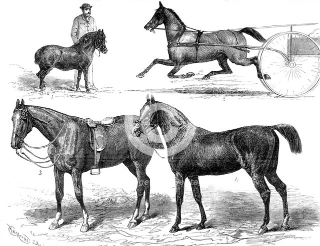 The Horse Show, 1880. Creator: Unknown.