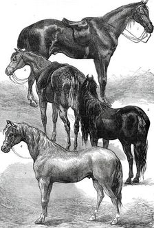 The Horse Show at the Agricultural Hall, Islington, 1876. Creator: Unknown