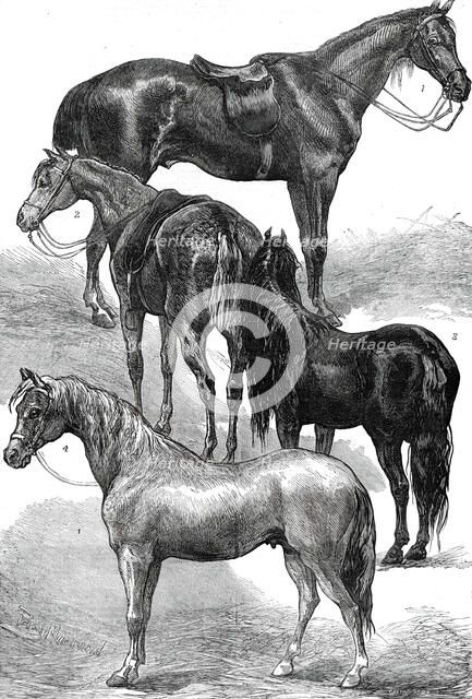 The Horse Show at the Agricultural Hall, Islington, 1876. Creator: Unknown.