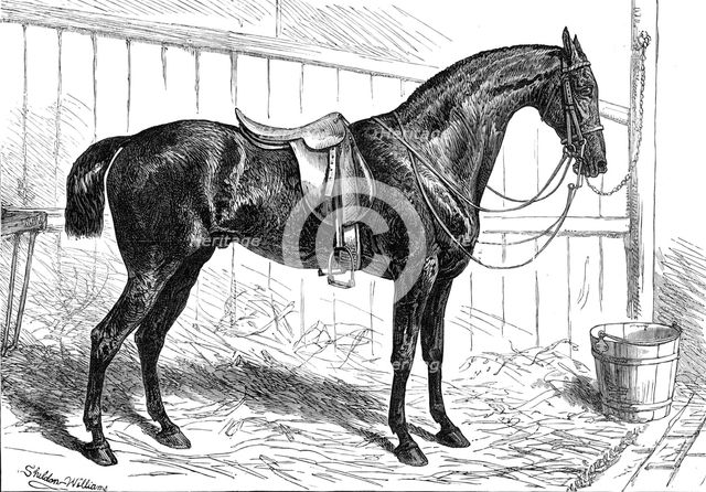 The Horse Show at the Agricultural Hall, Islington: the Prince of Wales's Park Cob, "Bob", 1874. Creator: Unknown.