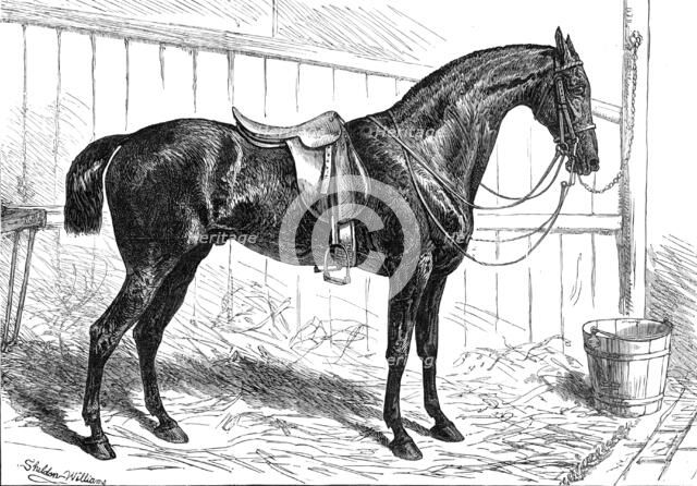 The Horse Show at the Agricultural Hall, Islington: the Prince of Wales's Park Cob, "Bob", 1874. Creator: Unknown.