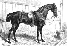 The Horse Show at the Agricultural Hall, Islington: the Prince of Wales's Park Cob, "Bob", 1874. Creator: Unknown
