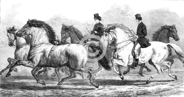 The Horse-Show at the Agricultural Hall Islington: parade of prize horses..., 1868. Creator: Unknown.