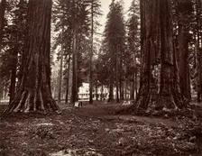 The Hotel from Mammoth Grove, ca. 1872, printed ca. 1876. Creator: Carleton Emmons Watkins