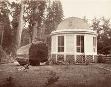 The House Built over the Stump of a Big Tree, 1865-66, printed ca. 1876. Creator: Carleton Emmons Watkins