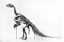 The Iguanodon Skeleton, the original of which is in the Royal Museum at Brussels..., 1895. Creator: Unknown