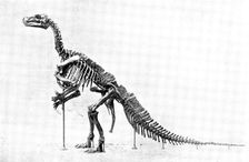 The Iguanodon Skeleton, the original of which is in the Royal Museum at Brussels..., 1895. Creator: Unknown