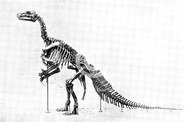 The Iguanodon Skeleton, the original of which is in the Royal Museum at Brussels..., 1895. Creator: Unknown.