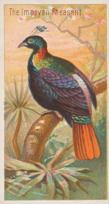 The Impeyan Pheasant, from the Birds of the Tropics series (N5) for Allen & Ginter Cigaret..., 1889. Creator: Allen & Ginter
