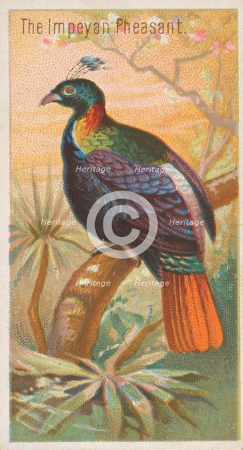 The Impeyan Pheasant, from the Birds of the Tropics series (N5) for Allen & Ginter Cigaret..., 1889. Creator: Allen & Ginter.