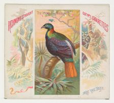 The Impeyan Pheasant, from Birds of the Tropics series (N38) for Allen & Ginter Cigarettes..., 1889. Creator: Allen & Ginter