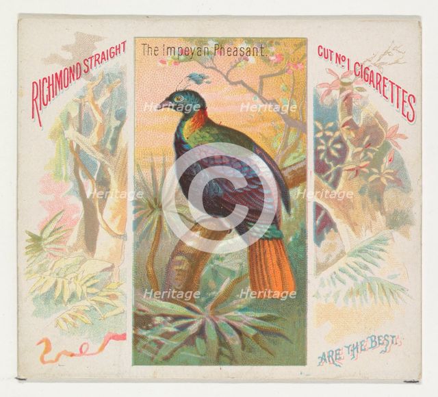 The Impeyan Pheasant, from Birds of the Tropics series (N38) for Allen & Ginter Cigarettes..., 1889. Creator: Allen & Ginter.
