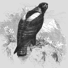 The Imperial Eagle; A Naturalist's Ride in the Atlas Mountains 1875. Creator: Unknown