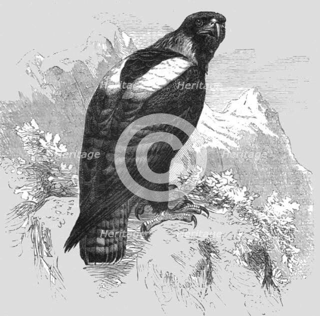 'The Imperial Eagle; A Naturalist's Ride in the Atlas Mountains', 1875. Creator: Unknown.