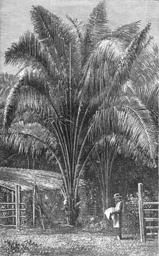 'The Inaja Palm; The Palms of Tropical America 1875. Creator: Unknown
