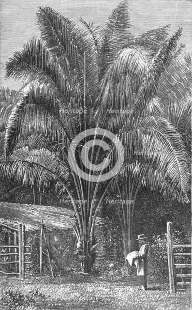 ''The Inaja Palm; The Palms of Tropical America', 1875. Creator: Unknown.