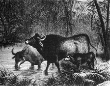 The Indian Bison (Bos Gaurus) c1891. Creator: James Grant