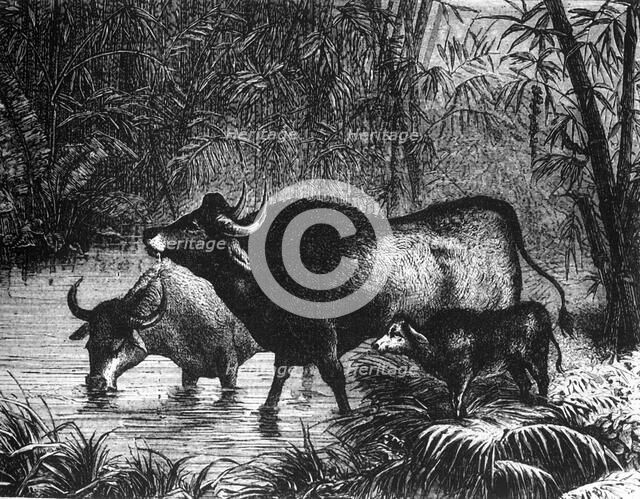 'The Indian Bison (Bos Gaurus)', c1891. Creator: James Grant.