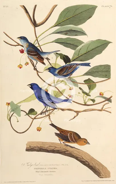 The indigobirds. From "The Birds of America", 1827-1838. Creator: Audubon, John James (1785-1851).
