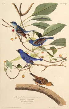 The indigobirds. From "The Birds of America", 1827-1838. Creator: Audubon, John James (1785-1851)