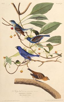 The indigobirds. From "The Birds of America", 1827-1838. Creator: Audubon, John James (1785-1851)