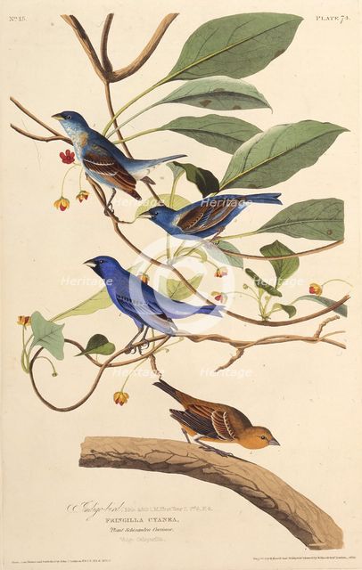 The indigobirds. From "The Birds of America", 1827-1838. Creator: Audubon, John James (1785-1851).