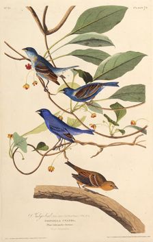 The indigobirds. From "The Birds of America", 1827-1838. Creator: Audubon, John James (1785-1851)