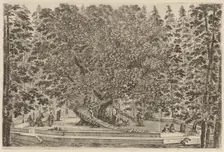 The Inhabited Tree, probably 1653. Creator: Stefano della Bella